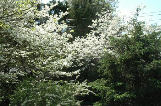 Dogwood+bush