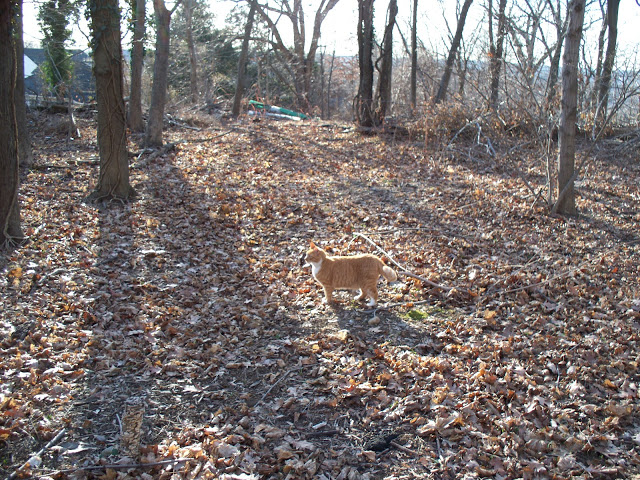 October cat in the Woods